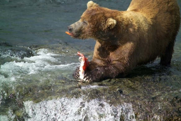 brown-bear-male-eating-salmon-ursus-predator